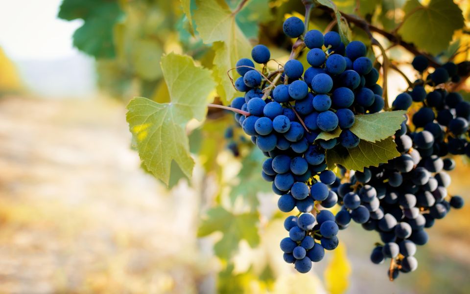 From Milan: Barolo Wine Tasting, Alba Tour and Castle Visit - Who this trip suits best (and who should skip it)