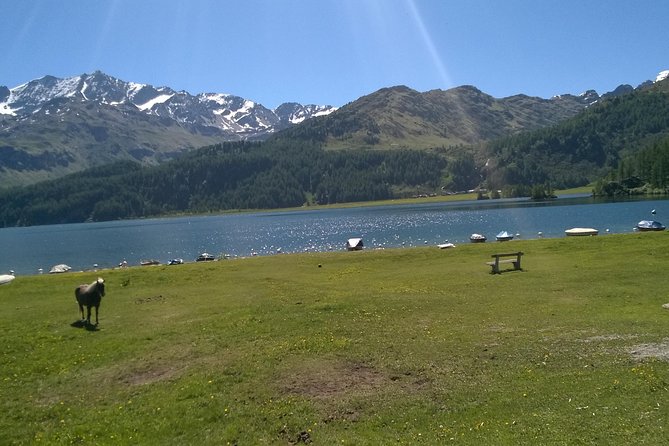 Private tour to Bernina train & Lake Como. Hotel pick-up - Guide + Driver Notes: What Matters for Enjoyment